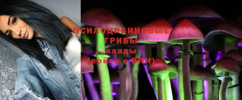 Галлюциногенные грибы Psilocybe  как найти наркотики  Волжск 